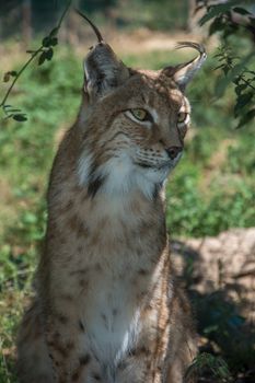 discovery of the fauna and flora of Pyrenes, France