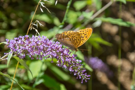 discovery of the fauna and flora of Pyrenes, France