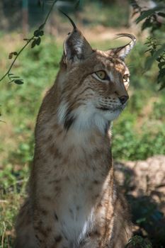discovery of the fauna and flora of Pyrenes, France