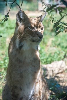 discovery of the fauna and flora of Pyrenes, France