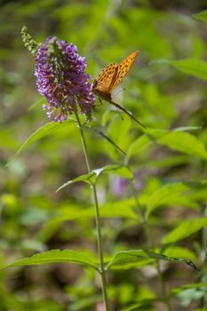discovery of the fauna and flora of Pyrenes, France