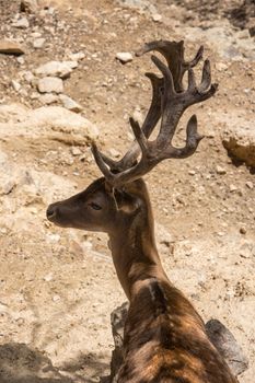 discovery of the fauna and flora of Pyrenes, France