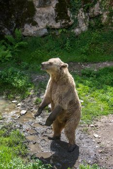 discovery of the fauna and flora of Pyrenes, France