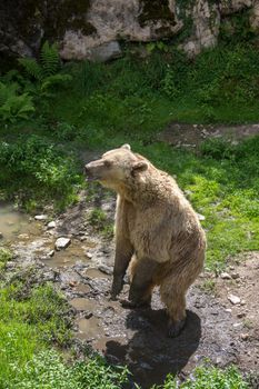 discovery of the fauna and flora of Pyrenes, France