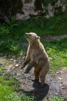 discovery of the fauna and flora of Pyrenes, France
