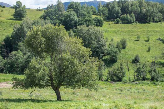 discovery of the eastern Pyrenes, its fauna and flora, region of France