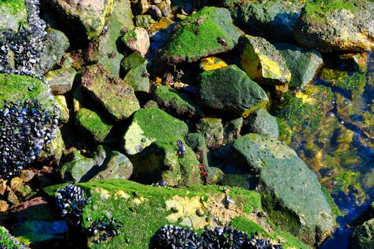 Moss and Crabs on Rocks on a Sea Wall or Breakwater