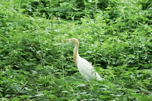 Great milky white plumage Egret Heron standing in a wetland in green leaves background. It a species of Crane bird family with long neck and yellow beak. Sultanpur Bird Sanctuary, Haryana India, asia