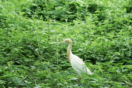 Great milky white plumage Egret Heron standing in a wetland in green leaves background. It a species of Crane bird family with long neck and yellow beak. Bharatpur Bird Sanctuary, Rajasthan, India