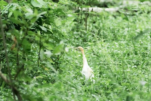 Great milky white plumage Egret Heron standing in a wetland in green leaves background. It a species of Crane bird family with long neck and yellow beak. Chilika Lake Bird Sanctuary, Orissa, India
