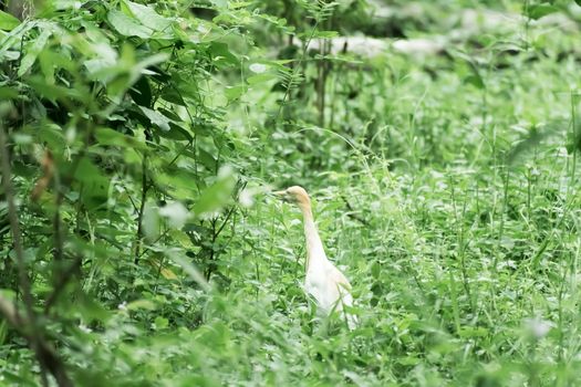 Great milky white plumage Egret Heron standing in a wetland in green leaves background. It a species of Crane bird family with long neck and yellow beak. Kaundinya Bird Sanctuary, Andhra Pradesh India