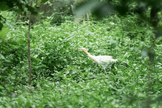 Great milky white plumage Egret Heron standing in a wetland in green leaves background. It a species of Crane bird family with long neck and yellow beak. Mayani Bird Sanctuary, Maharashtra, India Asia