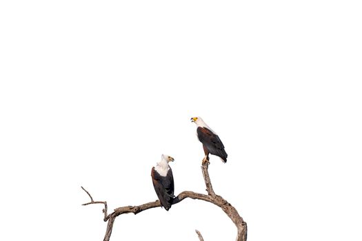 Two african fish eagles, Haliaeetus vocifer, on a dead tree branch, isolated on white