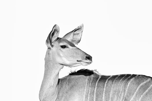 A greater kudu cow, Tragelaphus strepsiceros, looking back with pointed ears, isolated on white, monochrome