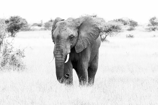 An african elephant, Loxodonta africana, walking in a grass field. Monochrome
