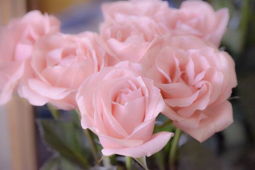 Bouquet of soft pink roses, studio shot. Selective focus. Romance concept.