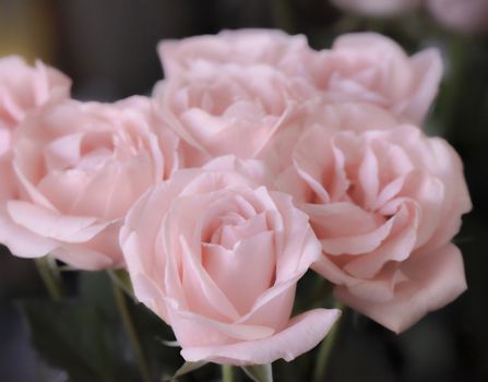 Bouquet of soft pink roses, studio shot. Selective focus. Romance concept.