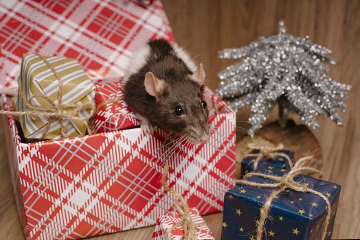 Present for New Year of the Rat. Chinese New Year symbolThe rat is a symbol of the new year. A cute rat sits in a box with gifts and celebrates the new year.