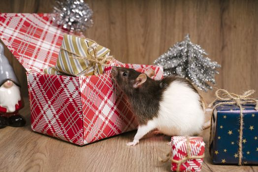The rat is a symbol of the new year. A cute rat is sitting next to boxes with gifts.Symbol of New Year 2020 white rat. Cute rat with Christmas decorated.