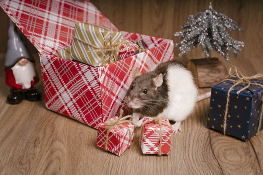 The rat is a symbol of the new year. A cute rat is sitting next to boxes with gifts.Symbol of New Year 2020 white rat. Cute rat with Christmas decorated.