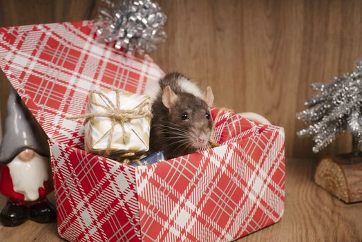 Rat is a symbol of the new year.Gray rat looks at gift boxes. little rat in a gift box. Symbol of the year 2020.