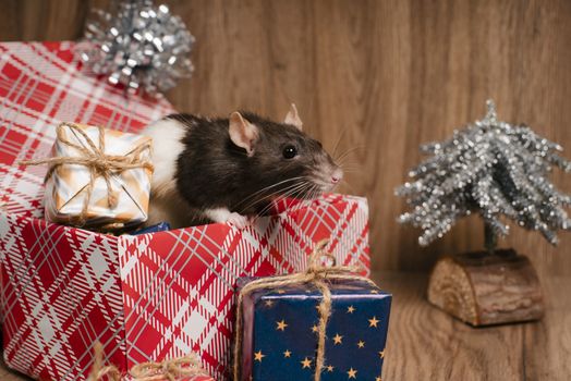Gray rat looks at gift boxes.The rat is a symbol of the new year 2020 is sitting on a box . New year mood.Christmas card. Happy New Year.