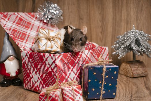 Gray rat looks at gift boxes.The rat is a symbol of the new year 2020 is sitting on a box . New year mood.Christmas card. Happy New Year.