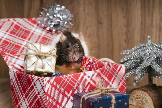 Cute rat in a box with New Year's gifts. The symbol of the new year. New Year's and Christmas.A gray Christmas rat sits in a gift box.