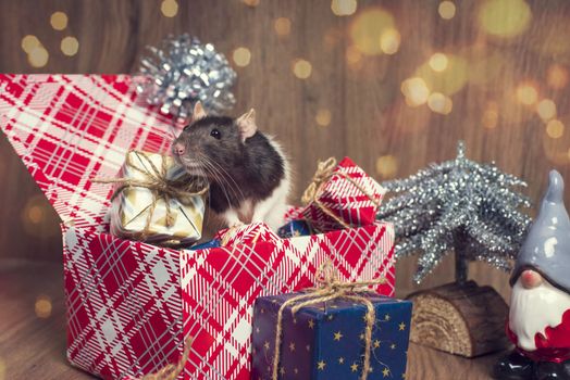 Gray rat looks at gift boxes.The rat is a symbol of the new year 2020 is sitting on a box . New year mood.Christmas card. Happy New Year.