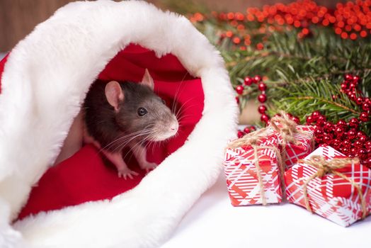 A little gray rat is sitting in a Santa hat next to boxes with gifts. New Year's concept. Year of the Rat 2020.A little fluffy rat sits in a festive gift box. Christmas hat Santa Claus in an animal.