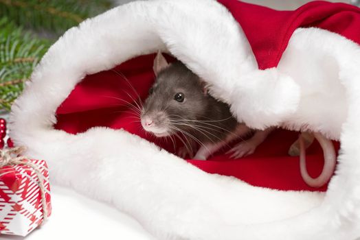 A little gray rat is sitting in a Santa hat next to boxes with gifts. New Year's concept. Year of the Rat 2020.A little fluffy rat sits in a festive gift box. Christmas hat Santa Claus in an animal.