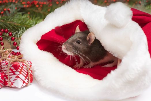 A cute rat is sitting in Santa's hat next to her are boxes with gifts and New Year decorations. Year of the cute rat. Rat closeup. Photo for the calendar.Cute white domestic rat in a New Year's decor.