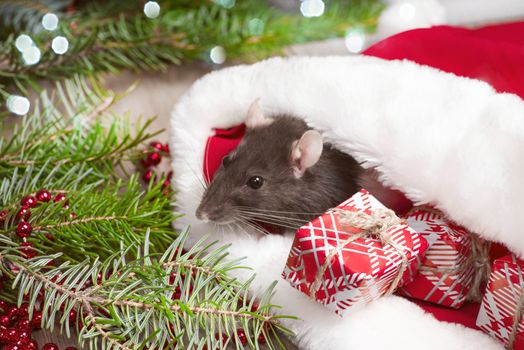 A cute rat is sitting in Santa's hat next to her are boxes with gifts and New Year decorations. Year of the cute rat. Rat closeup. Photo for the calendar.Cute white domestic rat in a New Year's decor.
