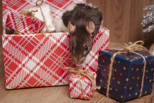 Present for New Year of the Rat. Chinese New Year symbolThe rat is a symbol of the new year. A cute rat sits in a box with gifts and celebrates the new year.
