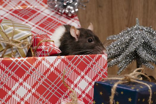 Present for New Year of the Rat. Chinese New Year symbolThe rat is a symbol of the new year. A cute rat sits in a box with gifts and celebrates the new year.