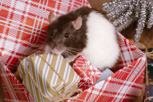 Present for New Year of the Rat. Chinese New Year symbolThe rat is a symbol of the new year. A cute rat sits in a box with gifts and celebrates the new year.