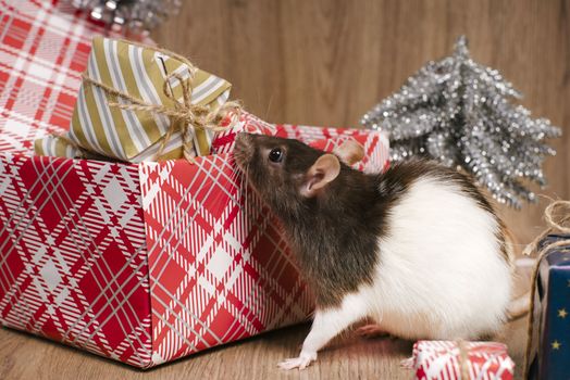 The rat is a symbol of the new year. A cute rat is sitting next to boxes with gifts.Symbol of New Year 2020 white rat. Cute rat with Christmas decorated.