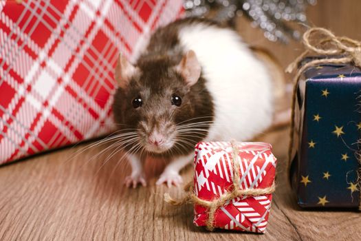 The rat is a symbol of the new year. A cute rat is sitting next to boxes with gifts.Symbol of New Year 2020 white rat. Cute rat with Christmas decorated.