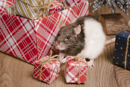 Gray rat looks at gift boxes.The rat is a symbol of the new year 2020 is sitting on a box . New year mood.Christmas card. Happy New Year.