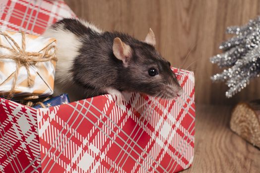 Present for New Year of the Rat. Chinese New Year symbolThe rat is a symbol of the new year. A cute rat sits in a box with gifts and celebrates the new year.