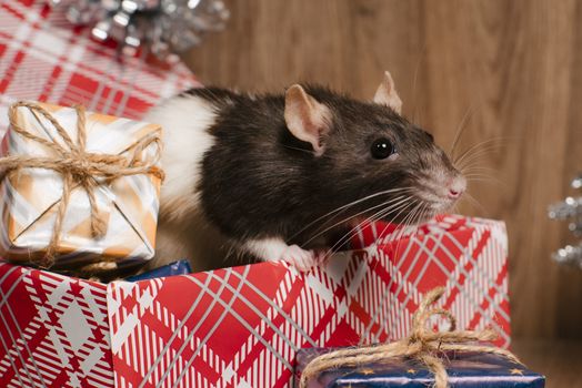 Rat is a symbol of the new year.Gray rat looks at gift boxes. little rat in a gift box. Symbol of the year 2020.