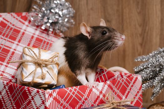 Rat is a symbol of the new year.Gray rat looks at gift boxes. little rat in a gift box. Symbol of the year 2020.