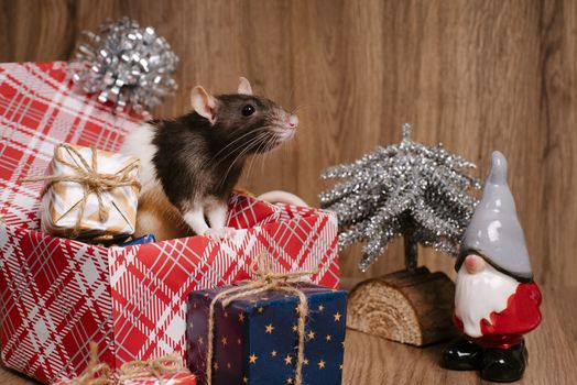 Cute rat in a box with New Year's gifts. The symbol of the new year. New Year's and Christmas.A gray Christmas rat sits in a gift box.