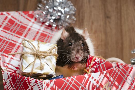 Cute rat in a box with New Year's gifts. The symbol of the new year. New Year's and Christmas.A gray Christmas rat sits in a gift box.