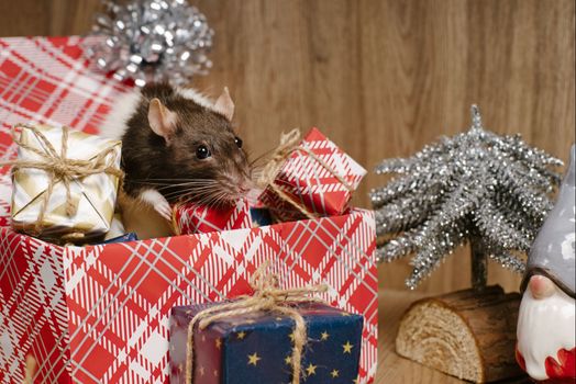 Rat is a symbol of the new year.Gray rat looks at gift boxes. little rat in a gift box. Symbol of the year 2020.