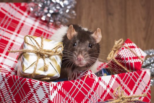 Gray rat looks at gift boxes.The rat is a symbol of the new year 2020 is sitting on a box . New year mood.Christmas card. Happy New Year.