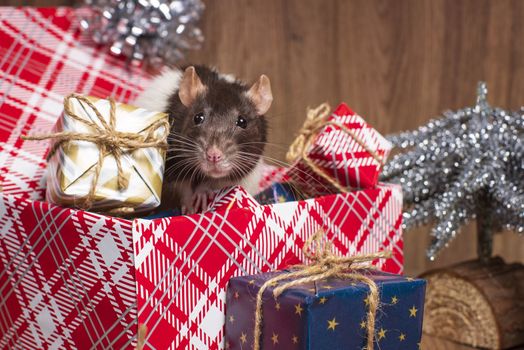 Rat is a symbol of the new year.Gray rat looks at gift boxes. little rat in a gift box. Symbol of the year 2020.