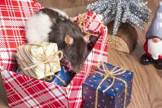 Gray rat looks at gift boxes.The rat is a symbol of the new year 2020 is sitting on a box . New year mood.Christmas card. Happy New Year.