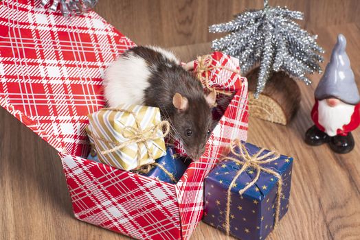 Present for New Year of the Rat. Chinese New Year symbolThe rat is a symbol of the new year. A cute rat sits in a box with gifts and celebrates the new year.