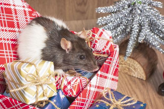 Rat is a symbol of the new year.Gray rat looks at gift boxes. little rat in a gift box. Symbol of the year 2020.